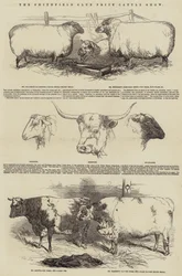 Die Smithfield Club Preisviehschau